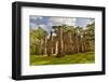 Ruins of Old Sheldon Church, South Carolina-Darrell Gulin-Framed Photographic Print