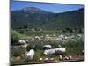 Ruins of Sanctuary of Apollo at Claros, Near Izmir, Turkey-null-Mounted Premium Giclee Print