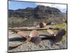 Ruins of Stromness Whaling Station in South Georgia.-Martin Zwick-Mounted Photographic Print