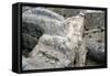 Ruins of the Prehistoric Greek City of Mycenae-null-Framed Stretched Canvas