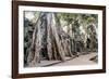 Ruins of the Ta Prohm Temple, Angkor, UNESCO World Heritage Site, Cambodia, Indochina-Yadid Levy-Framed Photographic Print