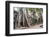 Ruins of the Ta Prohm Temple, Angkor, UNESCO World Heritage Site, Cambodia, Indochina-Yadid Levy-Framed Photographic Print