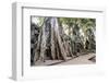 Ruins of the Ta Prohm Temple, Angkor, UNESCO World Heritage Site, Cambodia, Indochina-Yadid Levy-Framed Photographic Print