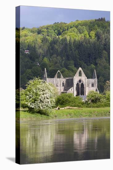 Ruins of Tintern Abbey by the River Wye, Tintern, Wye Valley, Monmouthshire, Wales, United Kingdom-Stuart Black-Stretched Canvas