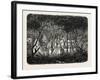 Ruins on Mount Bakheng, Cambodia-null-Framed Giclee Print