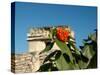 Ruins with Orange Flowers, Tulum, Mexico-Lisa S. Engelbrecht-Stretched Canvas