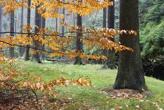 Autumn Leaves and Tree Trunks, Rynartice, Bohemian Switzerland National Park, Czech Republic-Ruiz-Photographic Print