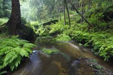 Ferns Growing on the Krinice River Bank, Kyov, Ceske Svycarsko, Czech Republic-Ruiz-Photographic Print