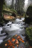 Krinice River Flowing Past Large Rocks in Forest, Kyov, Ceske Svycarsko, Czech Republic, November-Ruiz-Photographic Print
