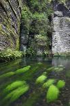 Ferns Growing on Rocks by the Krinice River, Kyov, Bohemian Switzerland Np, Czech Republic-Ruiz-Framed Photographic Print