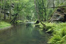 Sucha Kamenice Creek in Forest, Ceske Svycarsko - Bohemian Switzerland Np, Czech Republic-Ruiz-Photographic Print