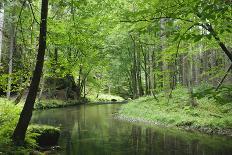 Sucha Kamenice Creek in Forest, Ceske Svycarsko - Bohemian Switzerland Np, Czech Republic-Ruiz-Photographic Print