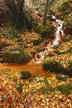 Autumn Leaves and Tree Trunks, Rynartice, Bohemian Switzerland National Park, Czech Republic-Ruiz-Photographic Print