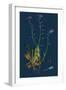 Rumex Acetosella; Sheep's Sorrel-null-Framed Giclee Print