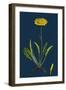 Rumex Palustris; Yellow Marsh Dock-null-Framed Giclee Print