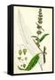 Rumex Pratensis Meadow Dock-null-Framed Stretched Canvas