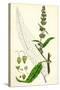 Rumex Pratensis Meadow Dock-null-Stretched Canvas