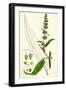 Rumex Pratensis Meadow Dock-null-Framed Giclee Print