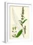 Rumex Pratensis Meadow Dock-null-Framed Giclee Print