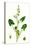 Rumex Scutatus French Sorrel-null-Stretched Canvas