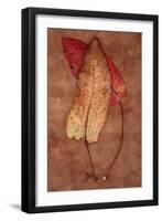 Rumex-Den Reader-Framed Photographic Print