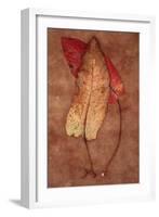 Rumex-Den Reader-Framed Photographic Print