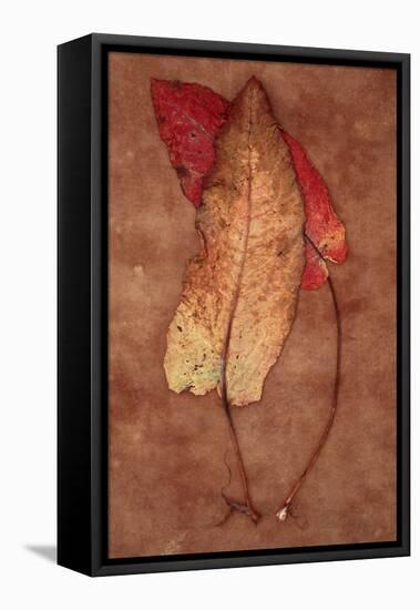 Rumex-Den Reader-Framed Stretched Canvas