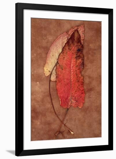 Rumex-Den Reader-Framed Photographic Print