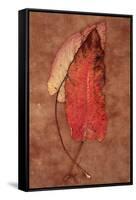 Rumex-Den Reader-Framed Stretched Canvas