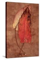 Rumex-Den Reader-Stretched Canvas