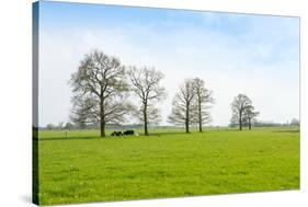 Ruminating Cows Lying Together under the Trees-Ruud Morijn-Stretched Canvas