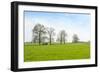 Ruminating Cows Lying Together under the Trees-Ruud Morijn-Framed Photographic Print