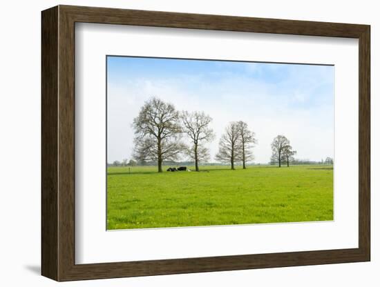 Ruminating Cows Lying Together under the Trees-Ruud Morijn-Framed Photographic Print