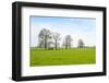 Ruminating Cows Lying Together under the Trees-Ruud Morijn-Framed Photographic Print
