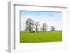 Ruminating Cows Lying Together under the Trees-Ruud Morijn-Framed Photographic Print