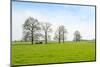 Ruminating Cows Lying Together under the Trees-Ruud Morijn-Mounted Photographic Print