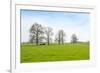 Ruminating Cows Lying Together under the Trees-Ruud Morijn-Framed Photographic Print