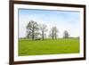 Ruminating Cows Lying Together under the Trees-Ruud Morijn-Framed Photographic Print