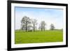 Ruminating Cows Lying Together under the Trees-Ruud Morijn-Framed Photographic Print