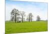 Ruminating Cows Lying Together under the Trees-Ruud Morijn-Mounted Photographic Print