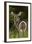 Rump markings on female waterbuck, Kruger NP, South Africa-David Wall-Framed Photographic Print