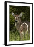 Rump markings on female waterbuck, Kruger NP, South Africa-David Wall-Framed Photographic Print