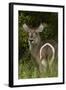 Rump markings on female waterbuck, Kruger NP, South Africa-David Wall-Framed Photographic Print