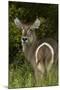 Rump markings on female waterbuck, Kruger NP, South Africa-David Wall-Mounted Photographic Print