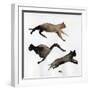 Run Cat Run, 2017-Nancy Moniz Charalambous-Framed Premium Giclee Print