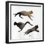 Run Cat Run, 2017-Nancy Moniz Charalambous-Framed Giclee Print