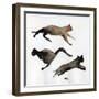 Run Cat Run, 2017-Nancy Moniz Charalambous-Framed Giclee Print