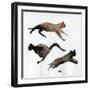 Run Cat Run, 2017-Nancy Moniz Charalambous-Framed Giclee Print