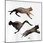 Run Cat Run, 2017-Nancy Moniz Charalambous-Mounted Giclee Print