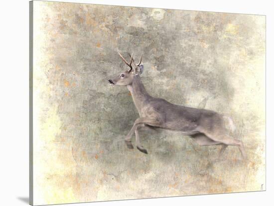 Run Like the Wind White Tailed Buck-Jai Johnson-Stretched Canvas